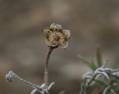 Trichodiadema gracile