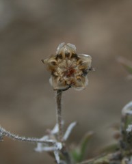 Trichodiadema gracile
