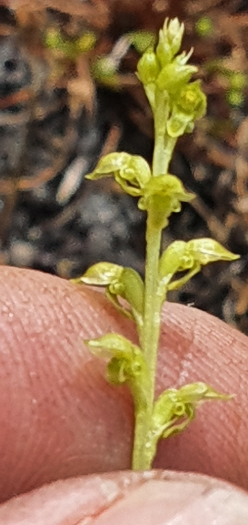 Microtis brownii