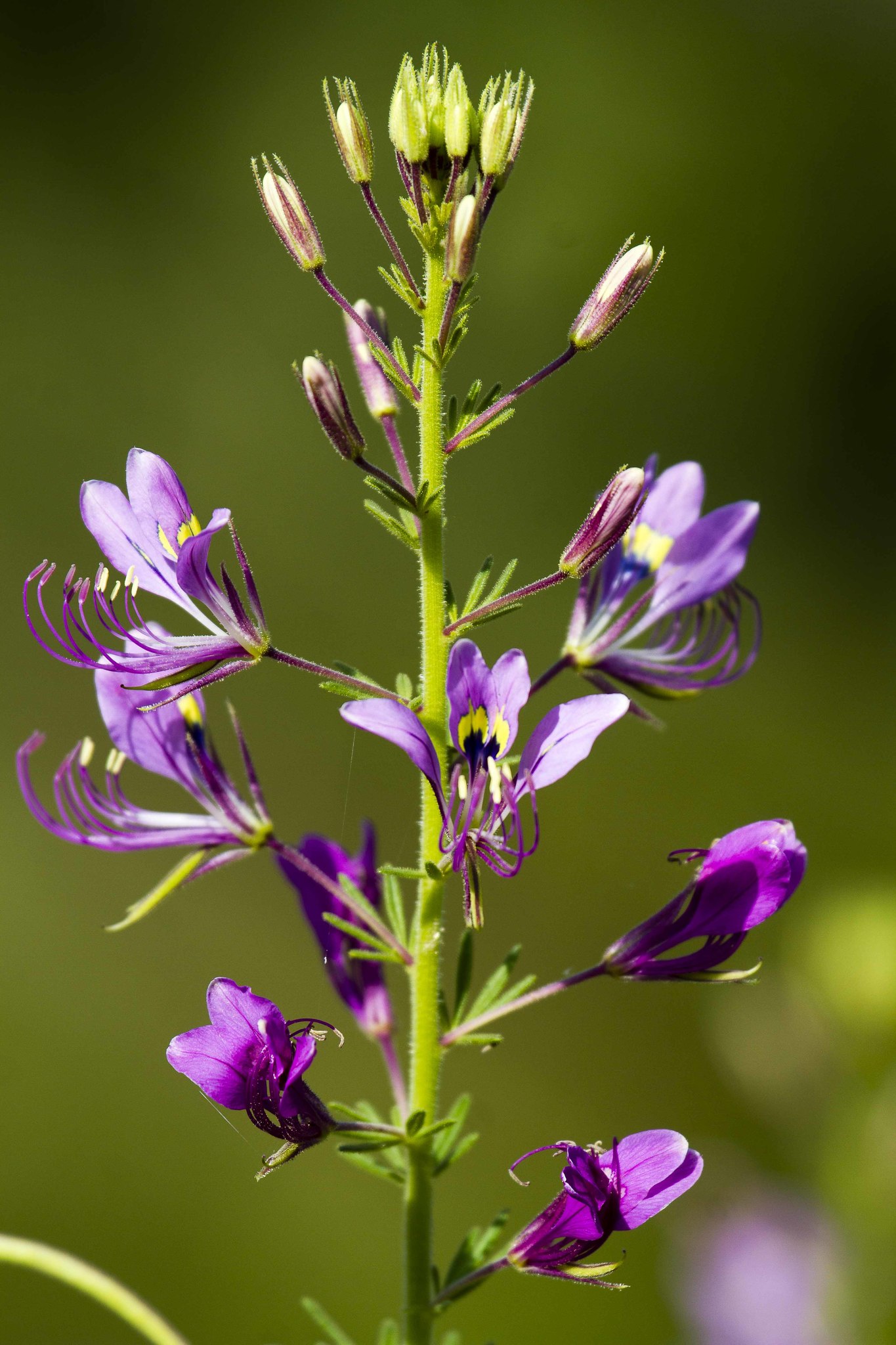 Cleome hirta