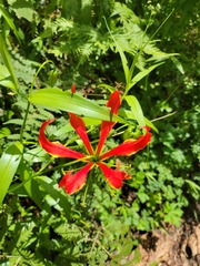 Gloriosa superba