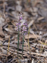 Comesperma defoliatum
