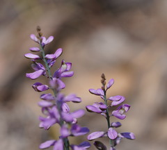Comesperma defoliatum