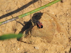 Melanocoryphus tristrami