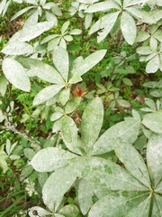 Erysiphe azaleae