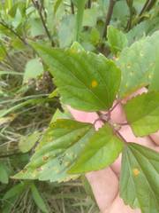 Baeodromus eupatorii