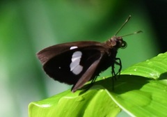 Notocrypta paralysos varians