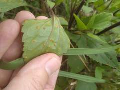 Baeodromus eupatorii