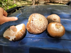 Termitomyces le-testui