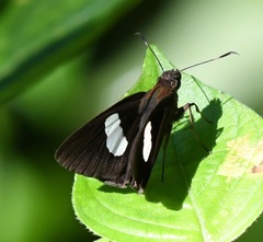 Notocrypta paralysos varians