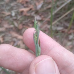 Calochilus gracillimus