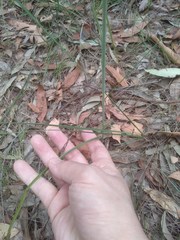 Calochilus gracillimus