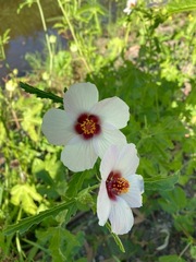 Hibiscus verdcourtii