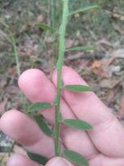 Bossiaea stephensonii