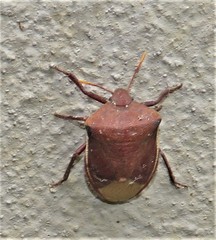 Basicryptus costalis