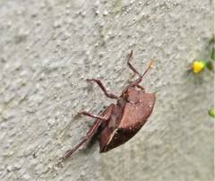 Basicryptus costalis