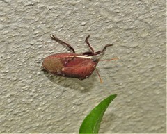 Basicryptus costalis