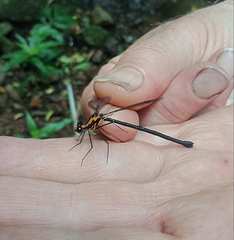 Austroargiolestes amabilis