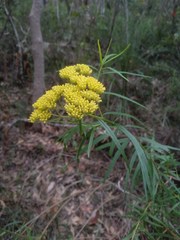 Cassinia aureonitens