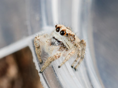 Pseudomogrus dalaensis