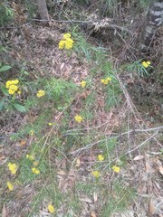 Cassinia aureonitens