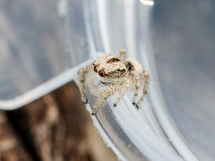 Pseudomogrus dalaensis