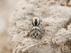 Pseudomogrus dalaensis