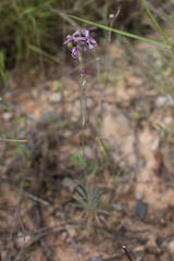 Matthiola fruticulosa