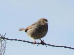 Cisticola subruficapilla