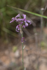 Matthiola fruticulosa