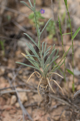 Matthiola fruticulosa