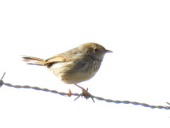 Cisticola subruficapilla