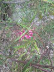 Grevillea diffusa