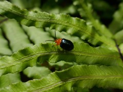 Lamprolina simillima