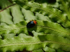 Lamprolina simillima