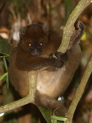 Prolemur simus