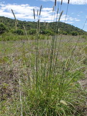 Setaria incrassata