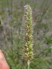 Setaria incrassata