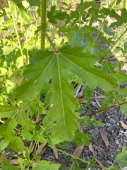 Hibiscus verdcourtii
