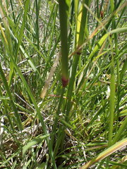 Setaria incrassata