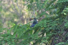 Ceuthmochares australis
