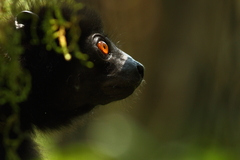 Propithecus edwardsi