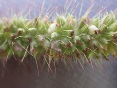 Setaria incrassata