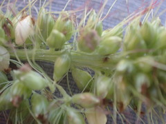 Setaria incrassata