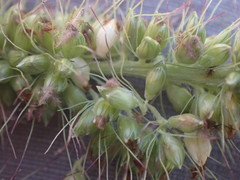 Setaria incrassata