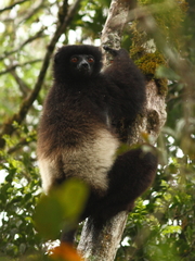 Propithecus edwardsi