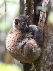 Lepilemur microdon