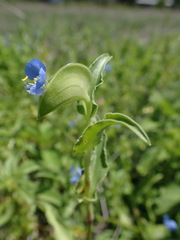 Commelina livingstonii