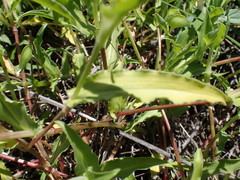 Commelina livingstonii