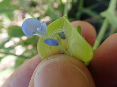 Commelina livingstonii